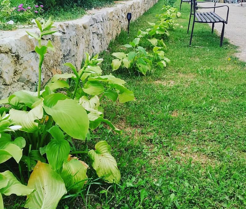 Bašta uz kamenu ogradu, zelene hoste i klupa u travi